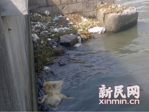 圖說(shuō)：橫潦涇水域內(nèi)也漂浮著死豬。新民網(wǎng)記者卜春艷 現(xiàn)場(chǎng)回傳