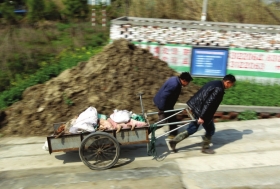 3月15日，新豐鎮(zhèn)竹林村，工作人員用推車將死豬運往病死豬無害化處理池進行處理。