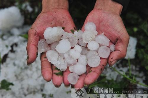 忻城縣北更鄉(xiāng)鳳凰村的村民撿起遺留的冰雹。