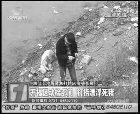 開福區(qū)相關(guān)部門負責(zé)人在三汊磯大橋湘江邊調(diào)查漂來的死豬。