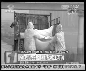 相關(guān)部門組織附近居民清理死豬。據(jù)現(xiàn)場工作人員稱，這樣的貨車清了好幾車。