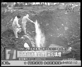 工作人員將死豬在附近深埋處理，拋撒大量消毒粉。視頻截圖