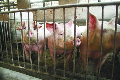 豬肉暴跌養(yǎng)殖戶“肉疼”“三年怪圈”何時破解？