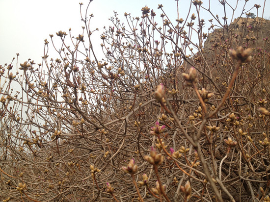膠南大珠山杜鵑花會(huì)無(wú)花可看，市民稱花錢(qián)看樹(shù)枝
