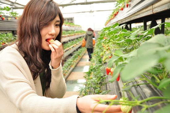 夏莊有機(jī)草莓上市 每斤50元顆顆豐滿欲滴
