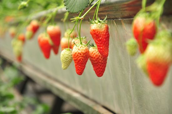 夏莊有機(jī)草莓上市 每斤50元顆顆豐滿欲滴