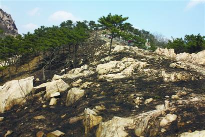 浮山昨起大火過(guò)火上千平 種樹(shù)娘子軍變消防員