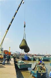 膠州東營碼頭蛤蜊大量收獲搶紅島“頭彩”，全市蛤蜊每天約消費(fèi)50噸