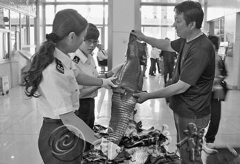 在一旅客行李中查獲的70余張鱷魚皮。