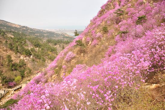 大珠山野生杜鵑綻放 秀谷花海美輪美奐