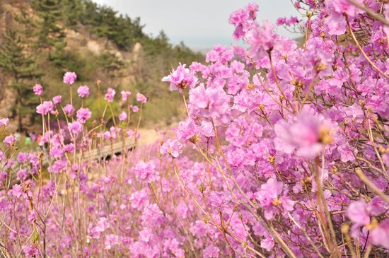 大珠山野生杜鵑綻放 秀谷花海美輪美奐