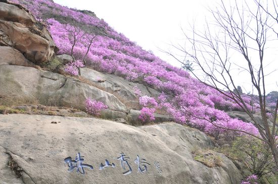 大珠山野生杜鵑綻放 秀谷花海美輪美奐