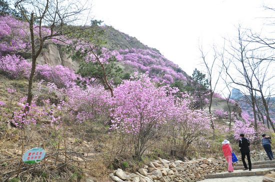 大珠山野生杜鵑綻放 秀谷花海美輪美奐
