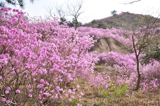 大珠山野生杜鵑綻放 秀谷花海美輪美奐
