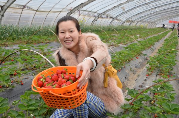 膠北賞花會(huì)開幕 市民賞花摘草莓享受天然