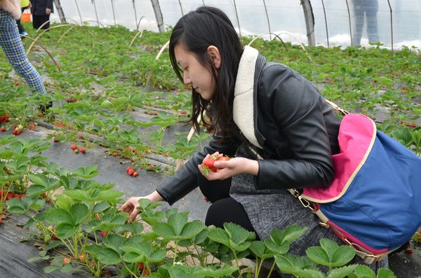 膠北賞花會(huì)開幕 市民賞花摘草莓享受天然