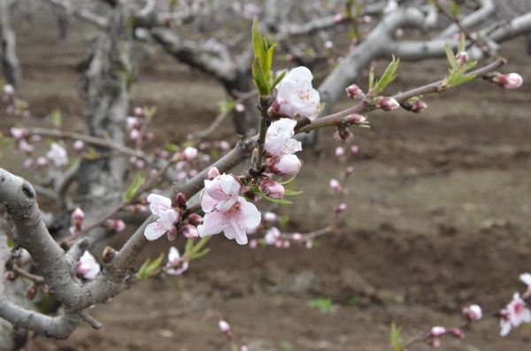 膠北賞花會(huì)開幕 市民賞花摘草莓享受天然