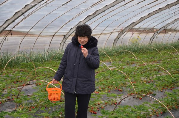 膠北賞花會(huì)開幕 市民賞花摘草莓享受天然