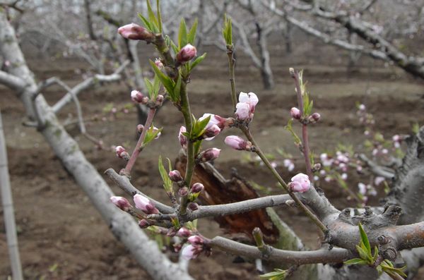 膠北賞花會(huì)開幕 市民賞花摘草莓享受天然