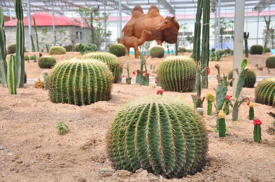 城陽(yáng)打造首家熱帶觀賞園 南國(guó)植物現(xiàn)青島 城陽(yáng)打造首家熱帶觀賞園 南國(guó)植物現(xiàn)青島