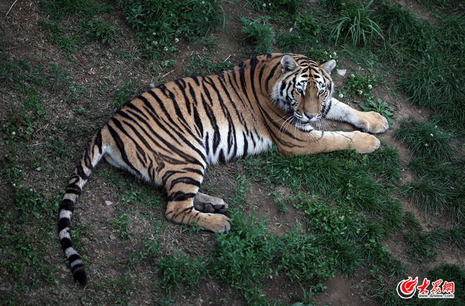 西霞口神雕山野生動物自然保護區(qū)位于威海的榮成市成山鎮(zhèn)西霞口村東北處，臨海兀立，山勢陡峭?？偼顿Y已超過1億元，全區(qū)占地3800畝，是全國最大的、風(fēng)格最獨特的海岸野生動物自然保護區(qū)。