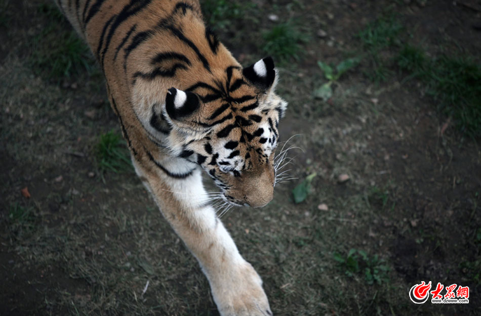 西霞口神雕山野生動物自然保護區(qū)位于威海的榮成市成山鎮(zhèn)西霞口村東北處，臨海兀立，山勢陡峭?？偼顿Y已超過1億元，全區(qū)占地3800畝，是全國最大的、風(fēng)格最獨特的海岸野生動物自然保護區(qū)。