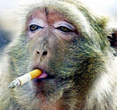 酷勁十足表情銷魂！盤點(diǎn)動(dòng)物抽煙爆笑瞬間