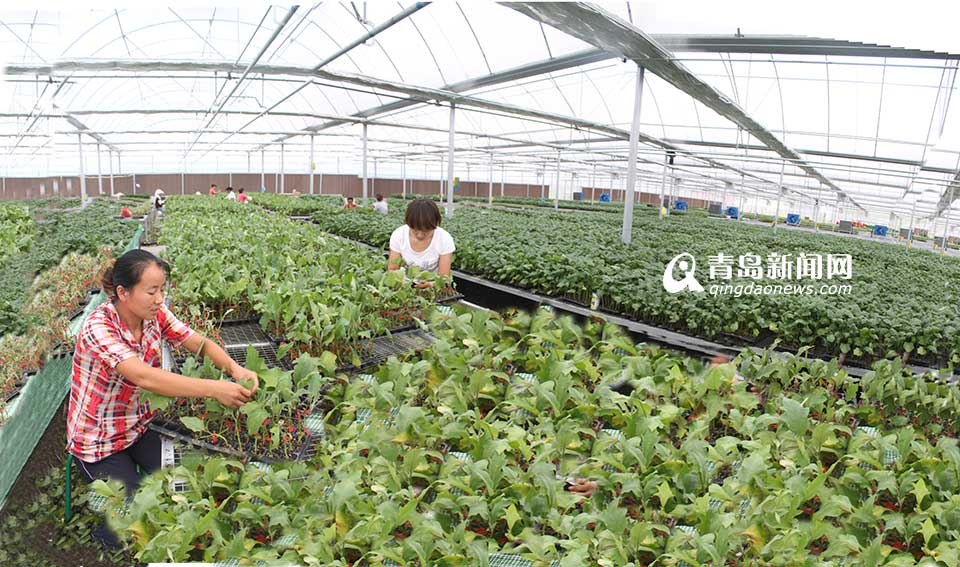 省農村信用聯(lián)社：服務三農 打造普惠金融(圖)